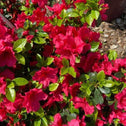 Azalea Girards Crimson up close with beautiful blooming pink flowers