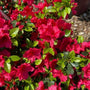 Girard Crimson Azalea with crimson red spring flowers and glossy evergreen foliage in a foundation planting