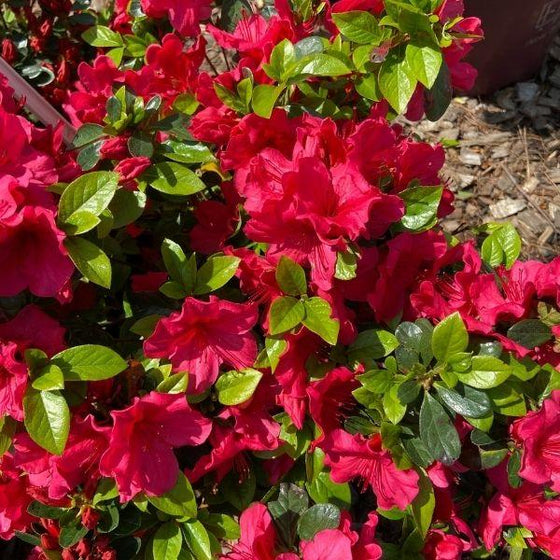 Girard Crimson Azalea with crimson red spring flowers and glossy evergreen foliage in a foundation planting