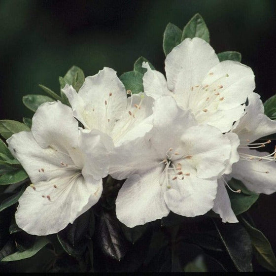 Closer look on Azalea Pleasant White flowers and green foliage's