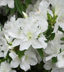 Azalea Girards Pleasant White