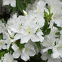 White pleasant girard azalea with stunning white blooms
