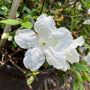 single pure white flower on azalea pleasant white bush