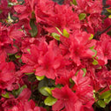 Dazzling red hino crimson azaleas with nice green foliage