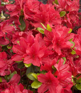 Azalea Hino Crimson