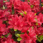 Rhododendron Hino-Crimson Kurume azalea with small glossy green leaves and red spring blooms