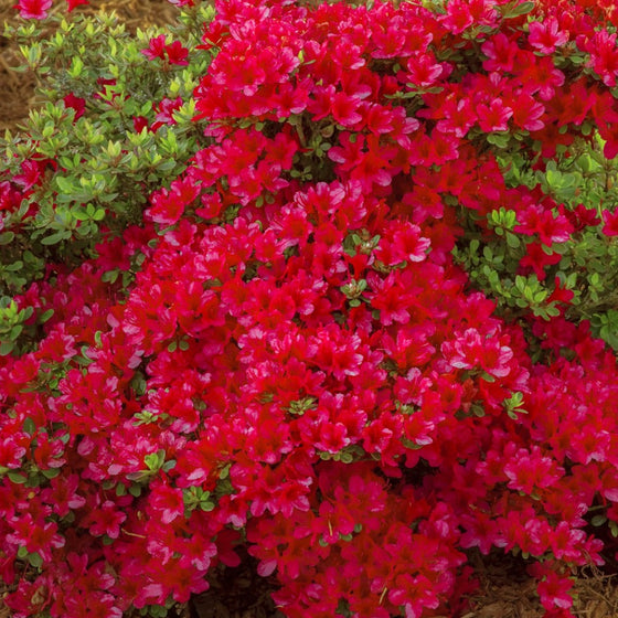 Hino Crimson Azalea flowers covering a dense shrub in a woodland border