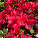 Azalea johanna with impressive display of bright cheerful flowers
