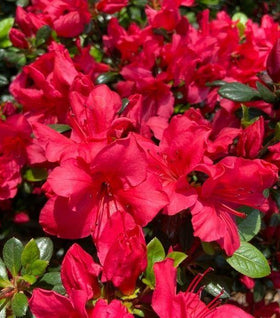 Azalea Johanna