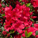 Gorgeous reddish pink blooms from an azalea johanna