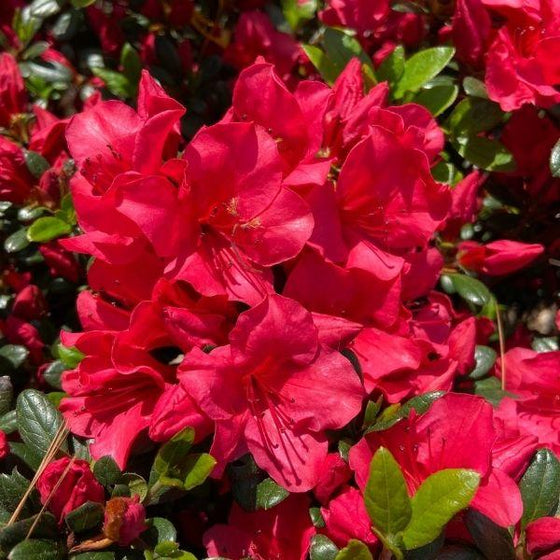 Buy Azalea Johanna Online | Garden Goods Direct