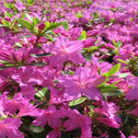 Lavender blooms from rhododendron karen