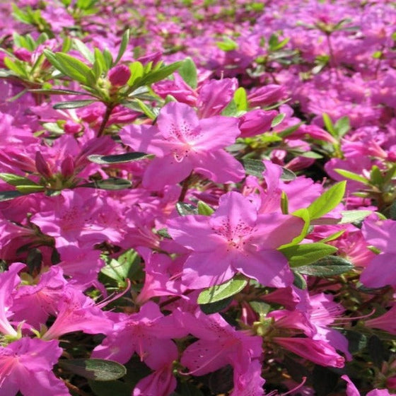 Lavender blooms from rhododendron karen