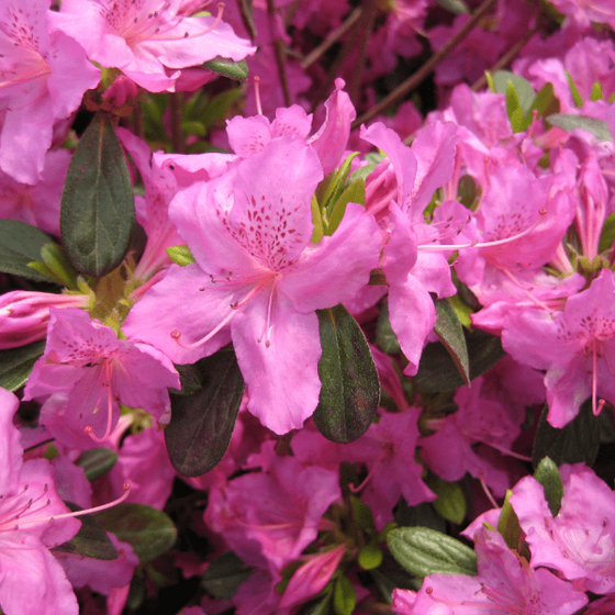 Buy Azalea Karen Online | Garden Goods Direct