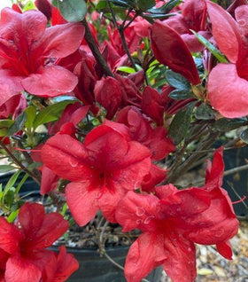 Azalea Midnight Flare