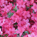 Pink splendid Azalea Traditions with green foliages
