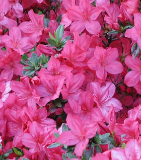 Azalea Tradition Pink