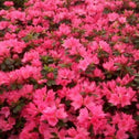 Closer look on Azalea Traditions with their beautiful pink blooms