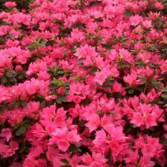 Closer look on Azalea Traditions with their beautiful pink blooms