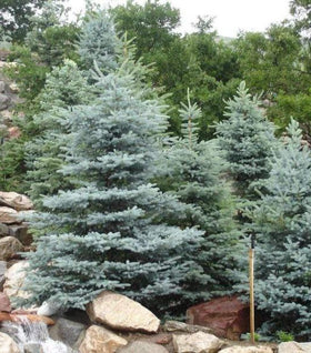 Baby Blue Spruce Tree