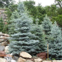 a group of mature Baby Blue Spruce trees planting next to a water feature