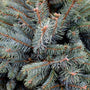 close up of the silvery blue needles on a Baby Blue Spruce tree