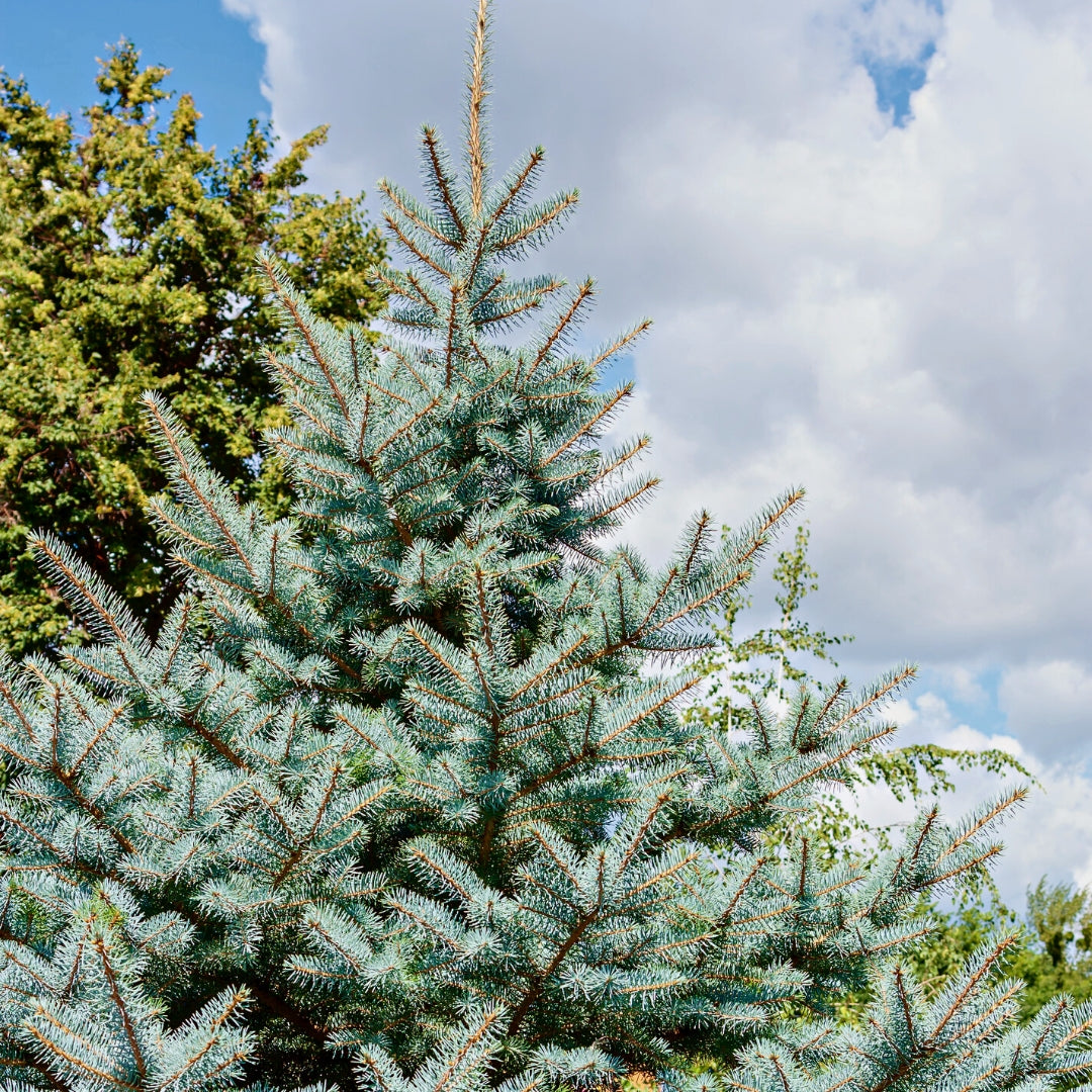 Why Blue Spruce Turns Green: Reasons For Green Needles On A Blue
