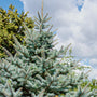 close up of the top of a mature Baby Blue Spruce