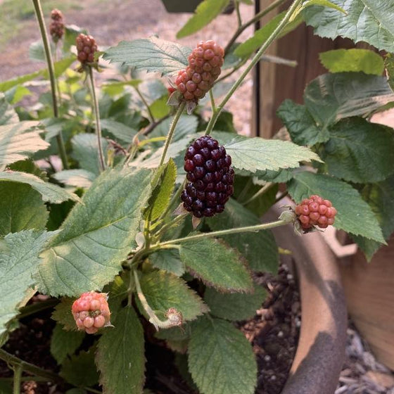 Blackberry, Thornless - Baby Cakes | Friends School Plant Sale
