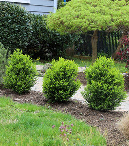 Baby Gem™ Boxwood