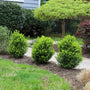 baby gem boxwood shrubs with bright evergreen foliage
