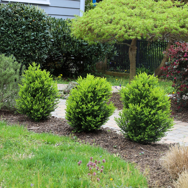 Baby Gem™ Boxwood for Sale
