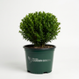 Baby Gem™ Boxwood