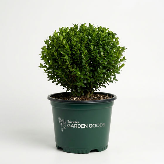Baby Gem™ Boxwood