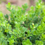 close up of leaves of baby gem boxwood shrub