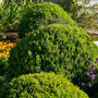 baby gem boxwood shrubs with bright evergreen foliage