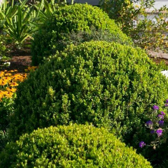 Baby Gem Dwarf Boxwood Shrubs for Sale | Garden Goods Direct