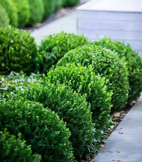 Baby Gem™ Boxwood