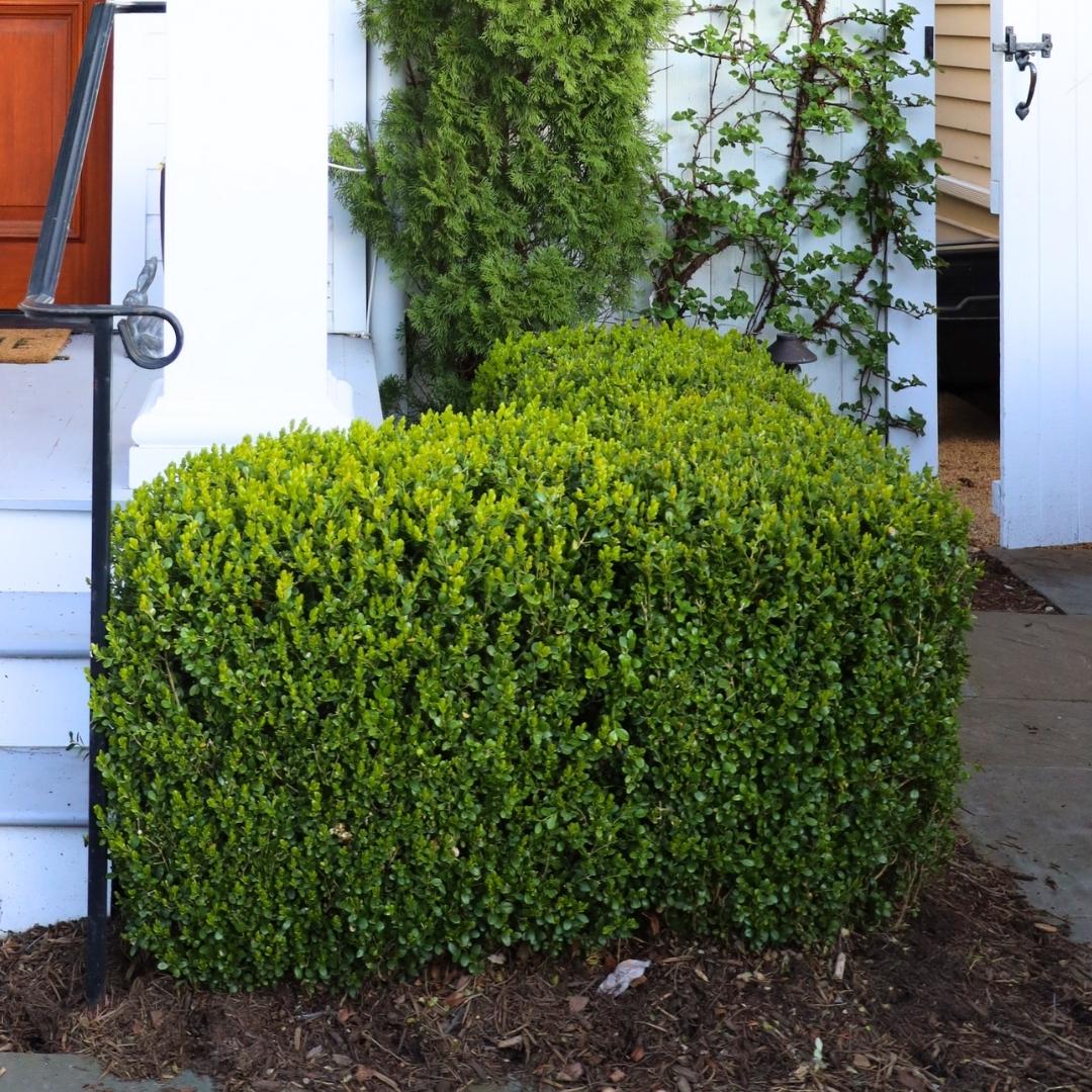 Boxwood Plant