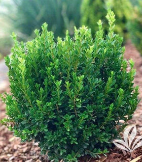 Baby Jade™ Boxwood