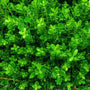 Baby Jade Boxwood evergreen shrubs 