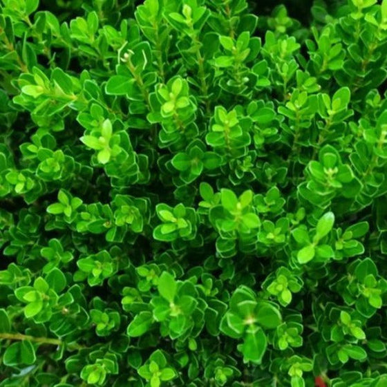 Baby Jade Boxwood evergreen shrubs 