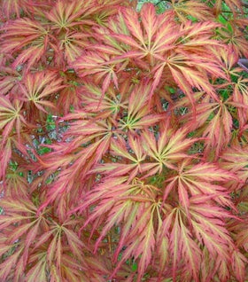 Baby Lace Japanese Maple
