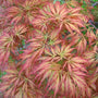 Baby Lace Japanese Maple tree colorful leaves