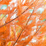 Bald Cypress Trees bright orange fall foliage