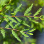 Close up of the soft leaves of Bald Cypress Trees