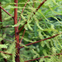 close up of feathery foliage of a bald cypress tree