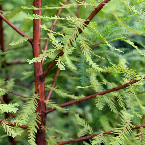 close up of feathery foliage of a bald cypress tree