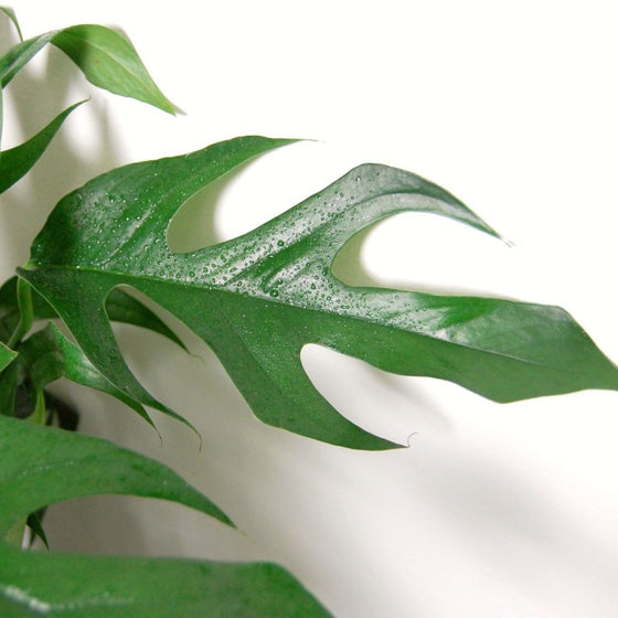 close up of fenestrated pothos leaf on baltic blue pothos