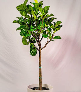 Bambino Fiddle Leaf Fig Tree